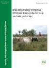 Breeding strategy to improve Ethiopian Boran cattle for meat and milk production